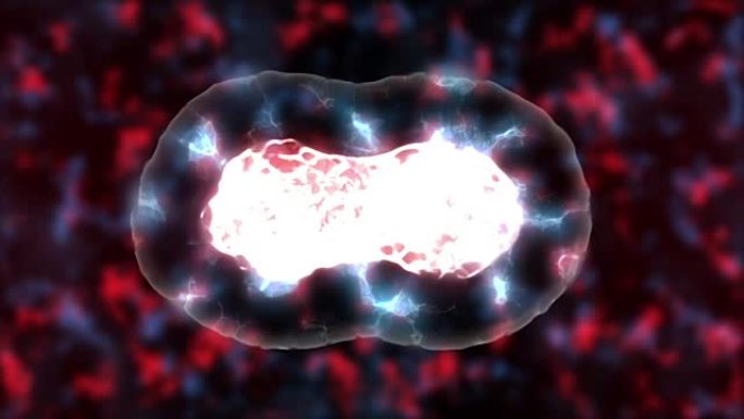 一个通用生物细胞的神圣、有丝分裂和复制的3D渲染动画。