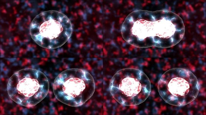一个通用生物细胞的神圣、有丝分裂和复制的3D渲染动画。