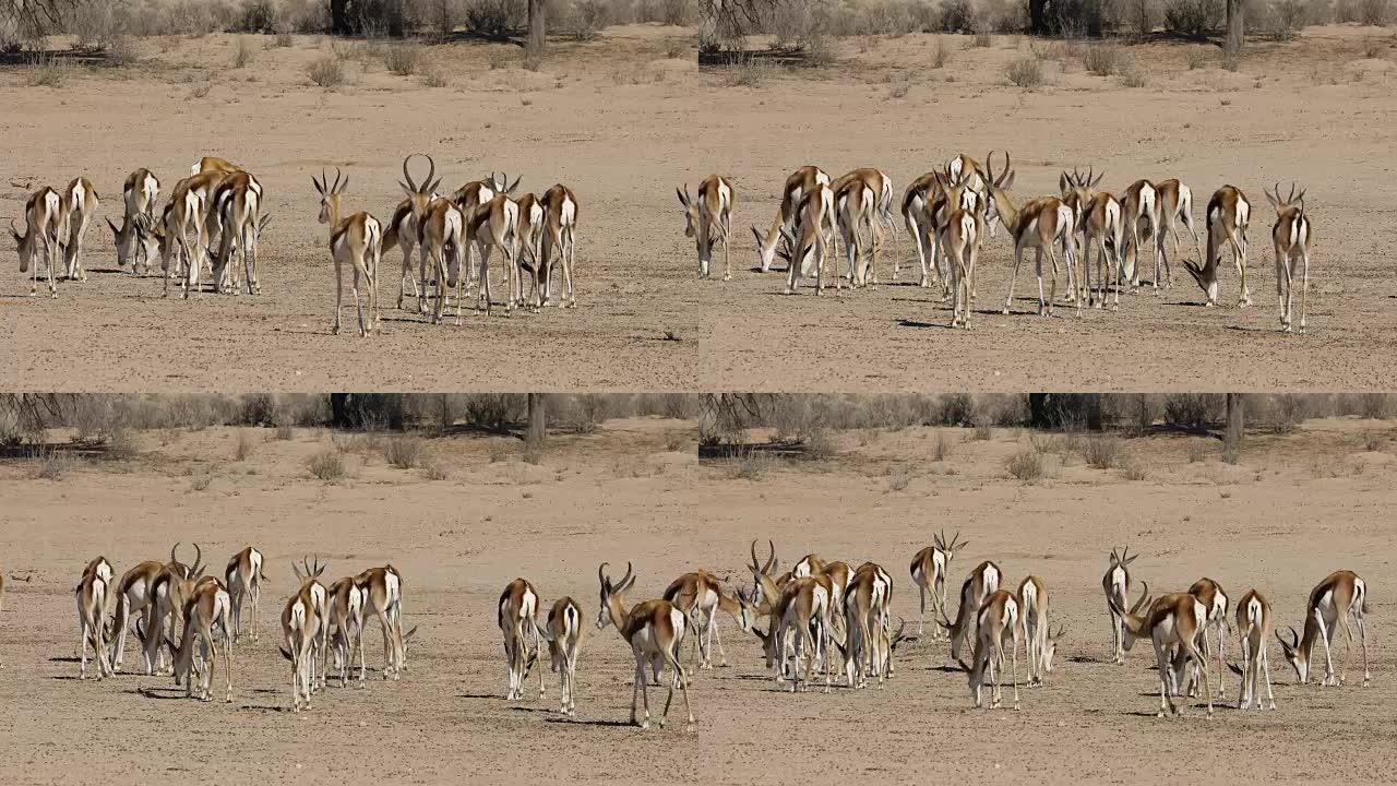 跳羚牧群-卡拉哈里沙漠
