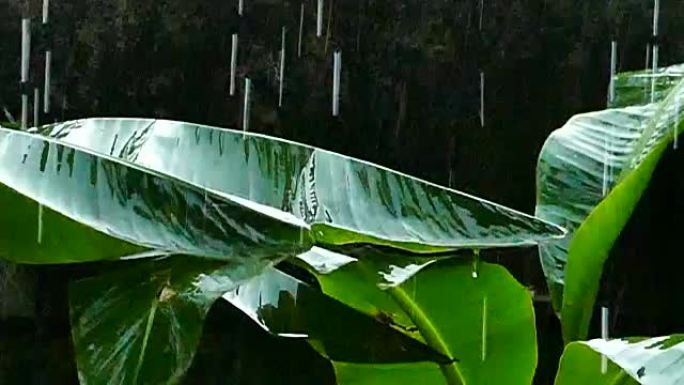 香蕉叶上的雨滴