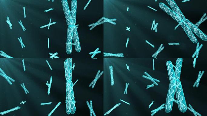 染色体是生物体3d渲染的遗传物质的DNA分子