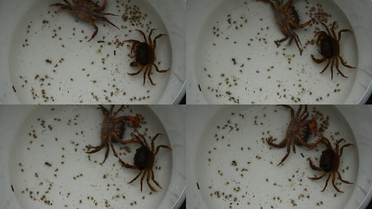 母蟹和水中的小螃蟹