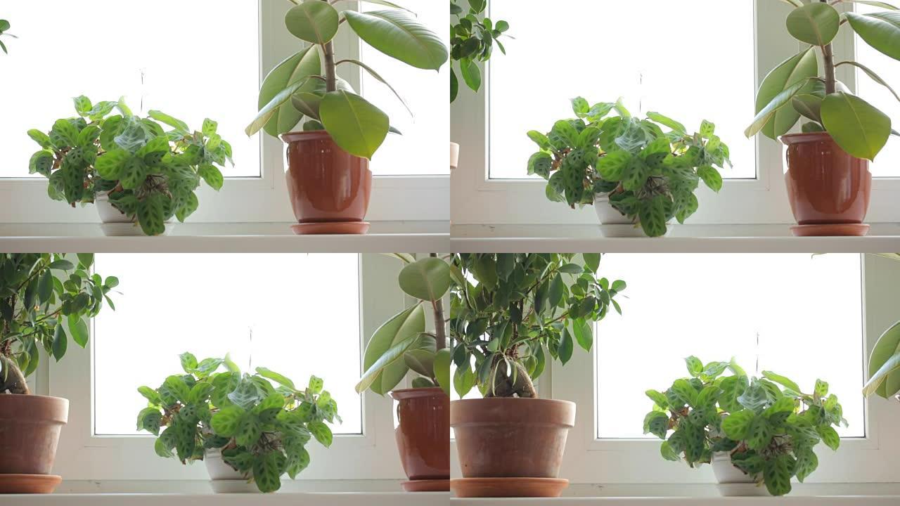 窗台上的三株盆栽植物