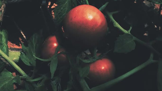 西红柿在温室里生长的时间流逝。从绿色到红色西红柿的图灵
