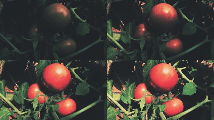 西红柿在温室里生长的时间流逝。从绿色到红色西红柿的图灵