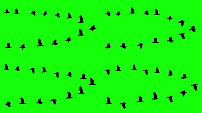 飞鸟楔形羊群剪影彩色键绿色屏幕上的动画-新质量自然动物视频镜头