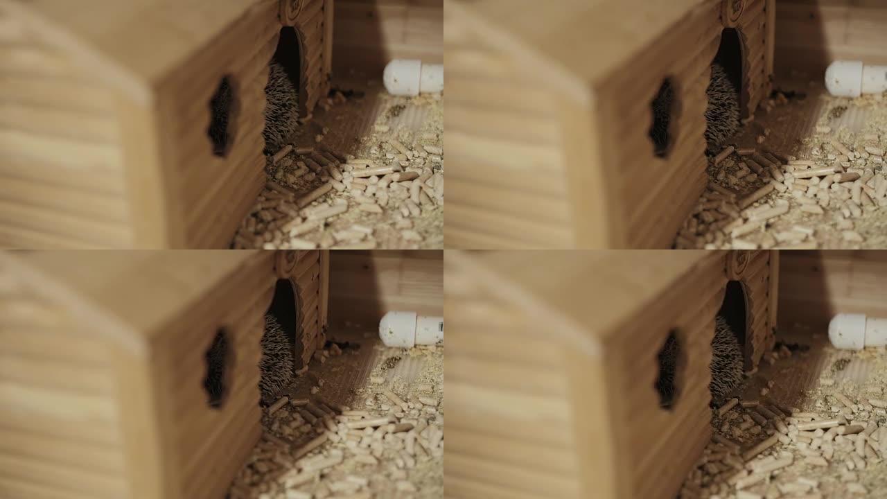 小宠物驯养的刺猬藏在笼子里的小房子里