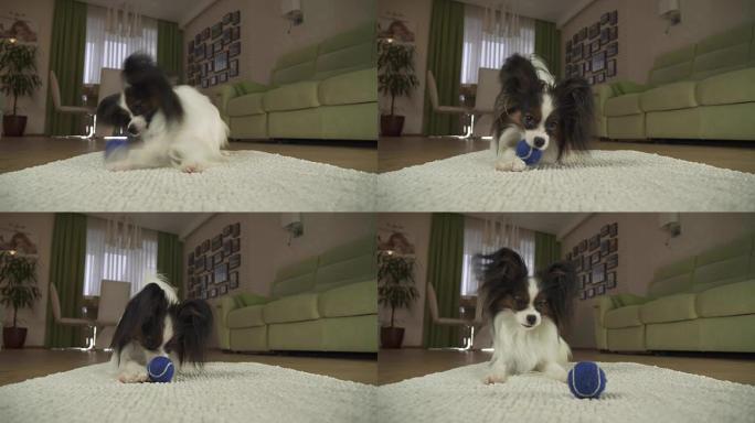 狗Papillon在客厅的地毯上玩球素材视频