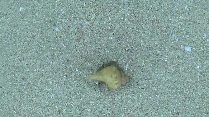 海滩上的寄居蟹