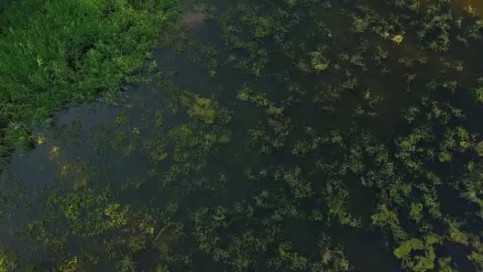 飞越杂草丛生的池塘