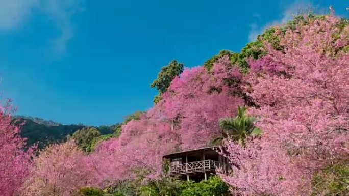 带野生喜马拉雅樱桃开花的延时运动云。