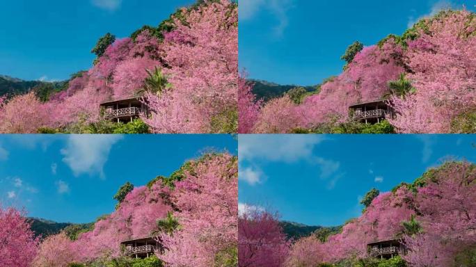 带野生喜马拉雅樱桃开花的延时运动云。
