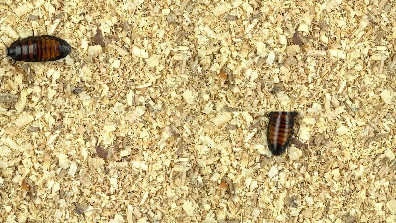 马达加斯加蟑螂在木屑中爬行。从上方观看
