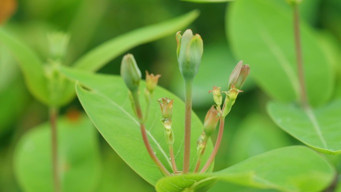 小花蕾花苞