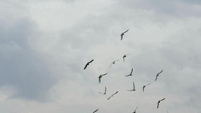 一群白鸽在多云的天空中飞行。慢动作镜头