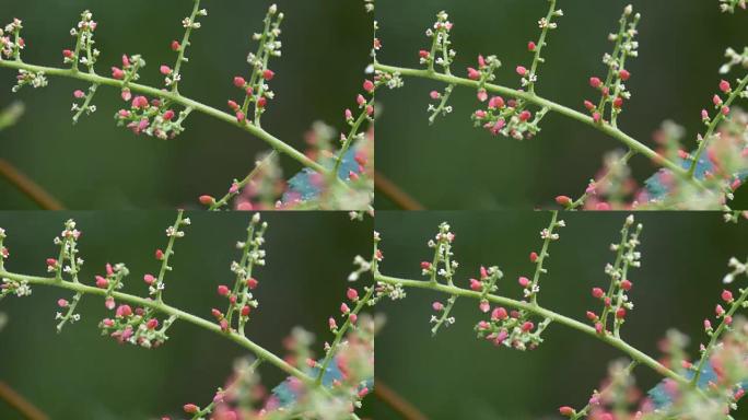 蚂蚁吃4k分辨率的花