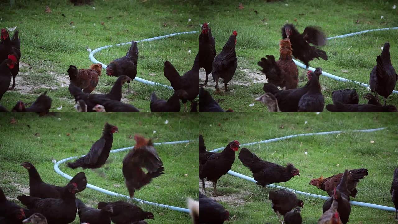 公鸡在花园里打架