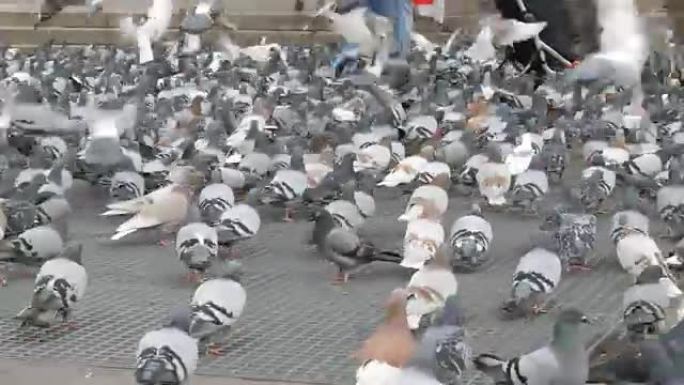 巴塞罗那街道上成千上万的城市鸽子