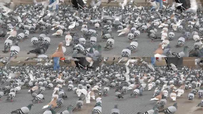 巴塞罗那街道上成千上万的城市鸽子