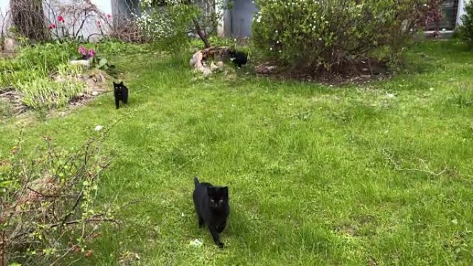 草坪上的三只黑色小猫