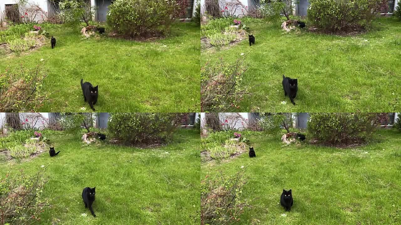 草坪上的三只黑色小猫