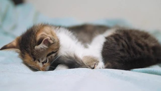 白色的两只小猫玩耍睡觉互相咬。小猫咬了另一只小猫的尾巴。两只小猫a是睡觉的宠物。小猫生活方式小猫概念
