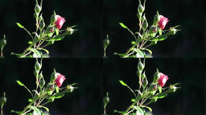 Red rose in the garden. Red roses in the park