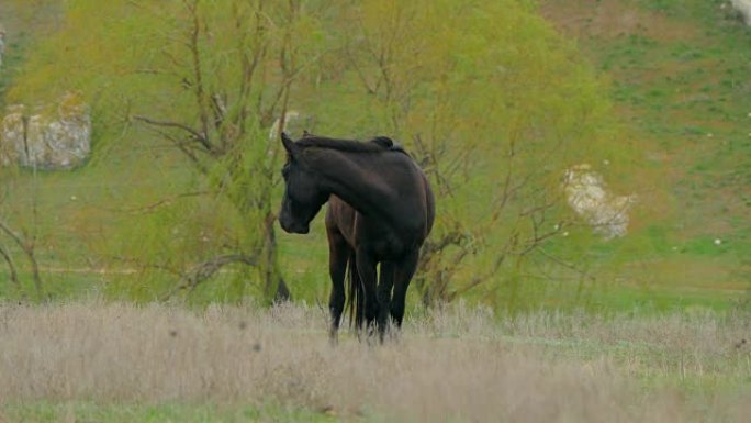 黑马低头吃草