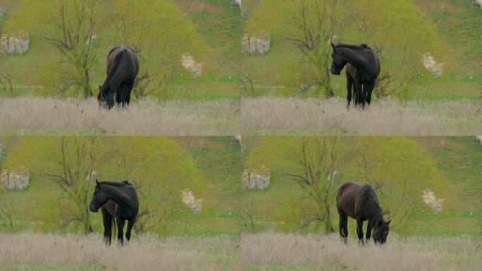 黑马低头吃草