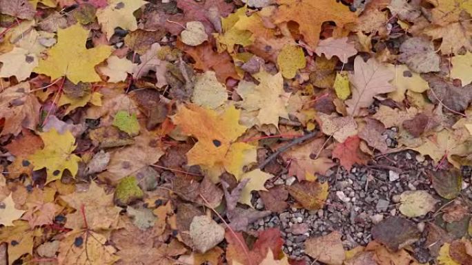 秋天的树叶落在森林的地上