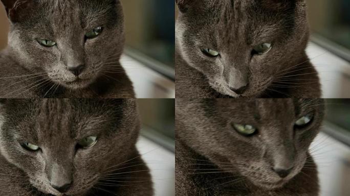 昏昏欲睡的俄罗斯蓝猫，特写，手持相机