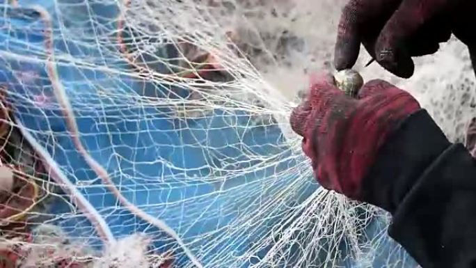 渔网中的螳螂虾