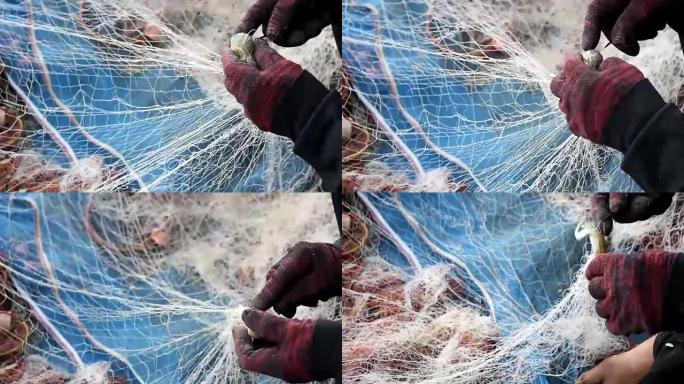 渔网中的螳螂虾