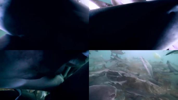 鲨鱼和黄貂鱼在海底游泳