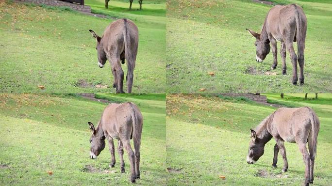棕色驴离开相机，吃草