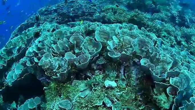 印度尼西亚瓦卡托比国家公园的大田生菜珊瑚。