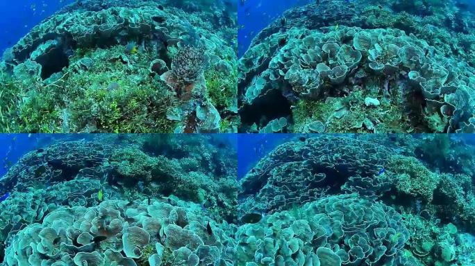 印度尼西亚瓦卡托比国家公园的大田生菜珊瑚。