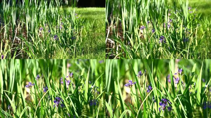 鸢尾花，鸢尾花，盛开在美国宾夕法尼亚州波科诺斯的小池塘里。视频中的缩放效果