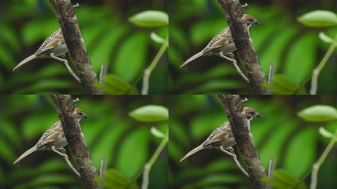 菲律宾玛雅人或欧亚树麻雀或通过人montanus perch on twig