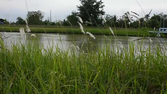 乡村运河旁的草和草花运动
