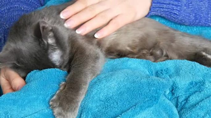 雌性的手轻轻地抚摸睡在她腿上的灰猫的皮毛。猫用爪子发出咕噜声和按摩