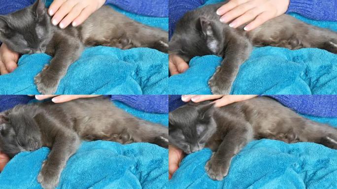雌性的手轻轻地抚摸睡在她腿上的灰猫的皮毛。猫用爪子发出咕噜声和按摩
