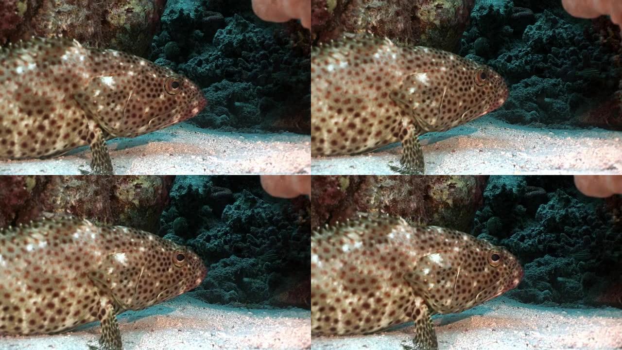 红海珊瑚中的亮斑石斑鱼。