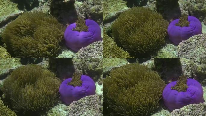 海葵和五彩小丑鱼。马尔代夫。