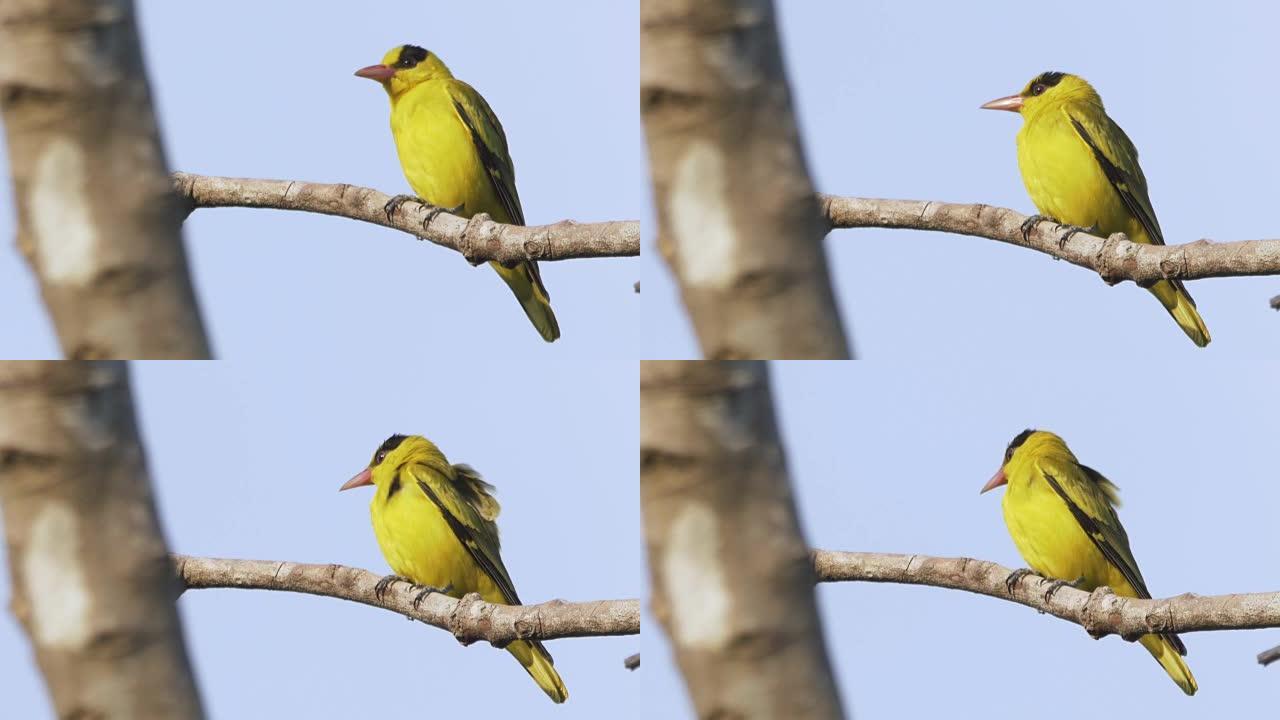 黄鸟-黑枕黄鹂
