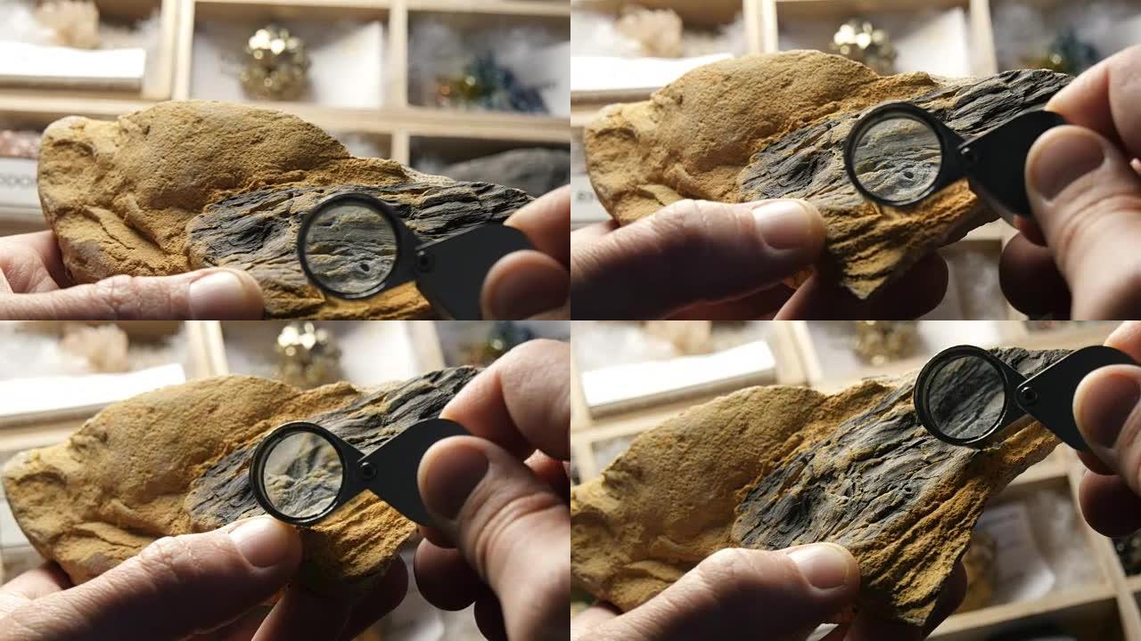 古生物学家研究舌果树二叠纪时期的化石