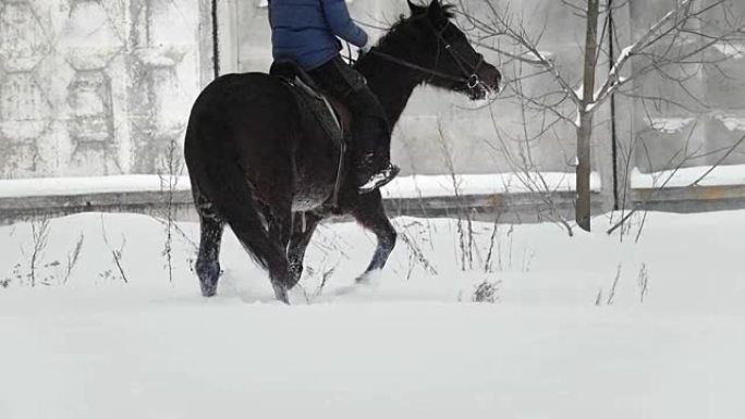 Equestrian sport - a horse with rider walking in s