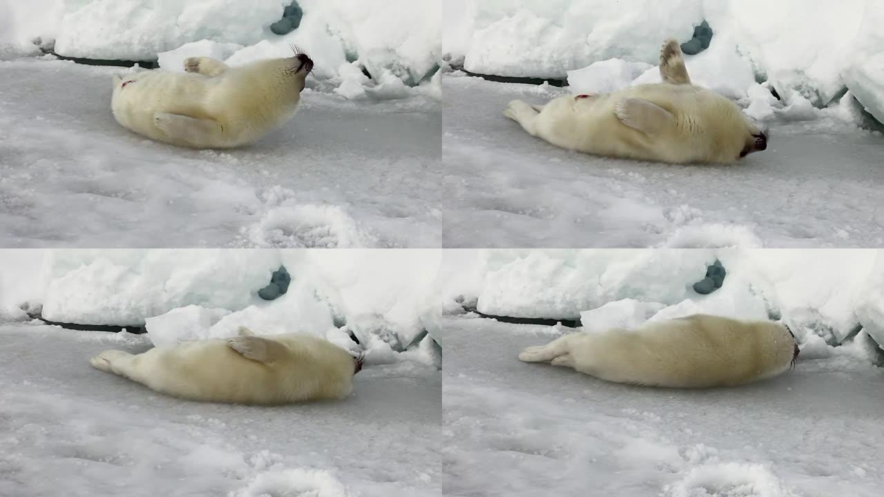 俄罗斯白海冰面上的新生海豹。