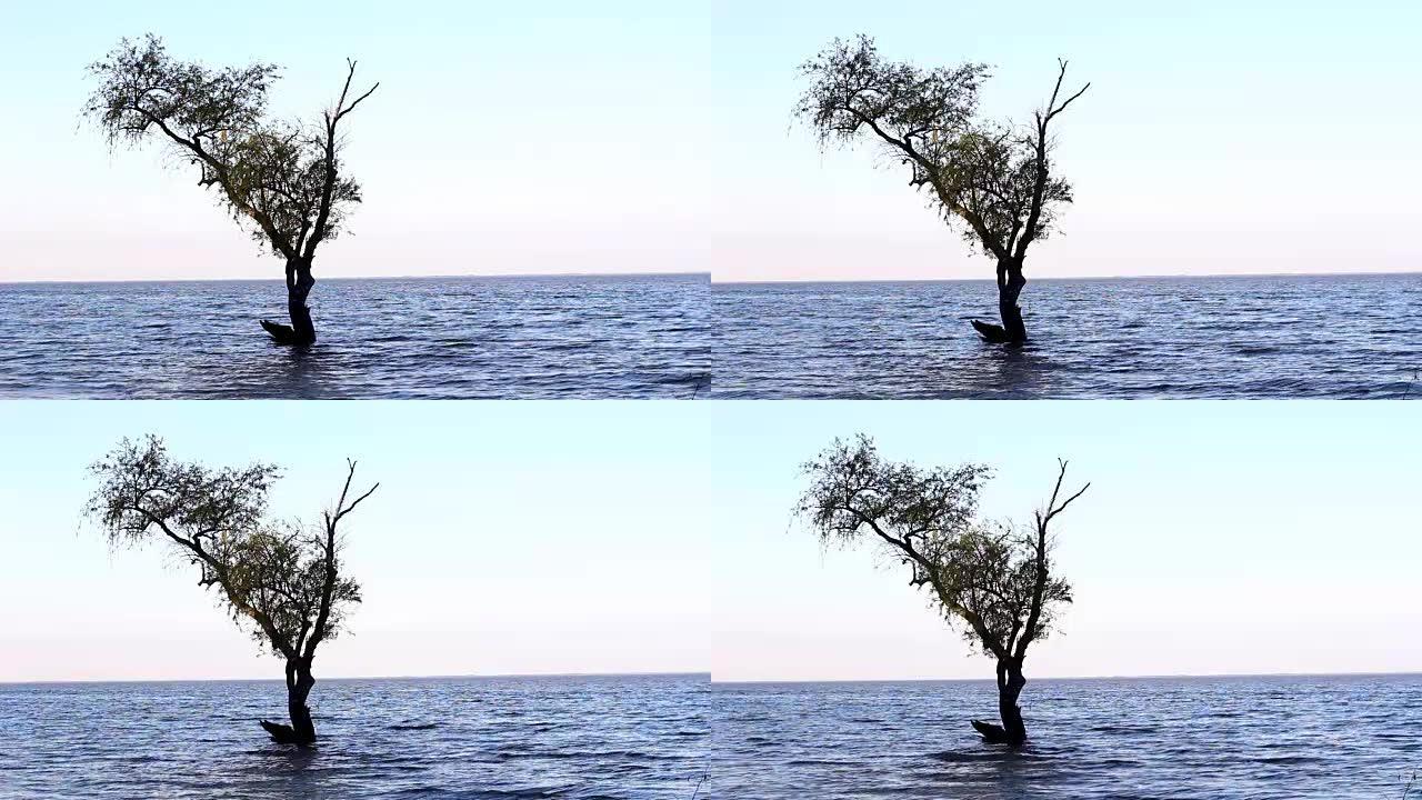 水上的树