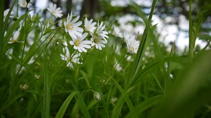野生繁缕白花随风摆动。春。视频高清静态摄像机镜头